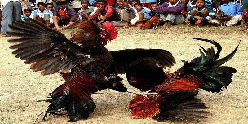 Đá Gà Cựa Sắt - Trải Nghiệm Trận Đấu Kịch Tính Kinh Điển 3 Các trận chọi gà được tường thuật trực tiếp với chất lượng hình ảnh full HD