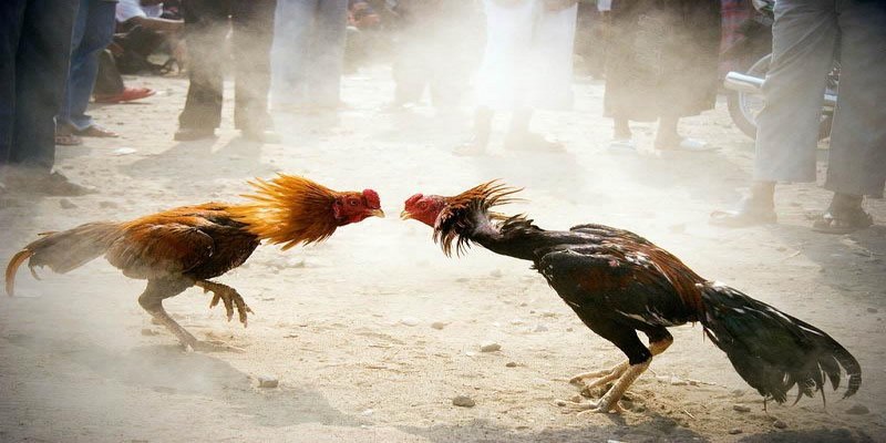 Đá Gà Cựa Sắt - Trải Nghiệm Trận Đấu Kịch Tính Kinh Điển 2 Đá gà cựa sắt là hình thức giải trí hấp dẫn thu hút nhiều người chơi