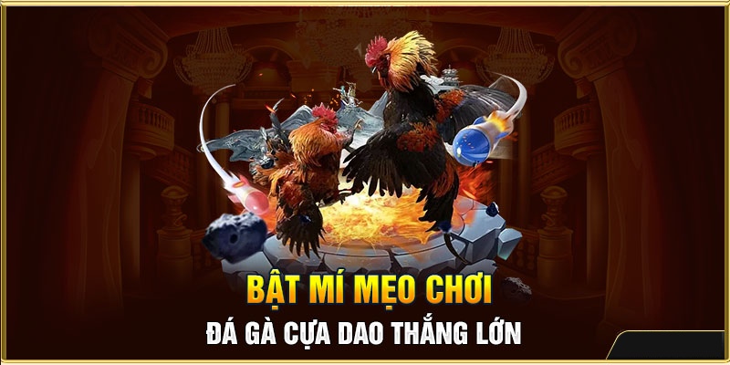 Cá Cược Đá Gà Cựa Dao: Tổng Hợp Thông Tin Từ A - Z 7 Mẹo chơi đá gà cựa dao dành chiến thắng