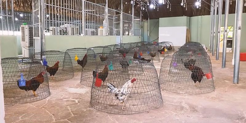 Tổng Hợp Thuật Ngữ Đá Gà Chi Tiết Và Đầy Đủ Nhất 2024 6 Kiến thức chăm sóc gà chiến chuẩn