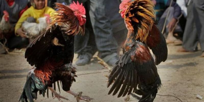 Luật Đá Gà Miền Nam - Những Điều Dân Chơi Cần Biết 2 Quy định về đá gà ở miền Nam