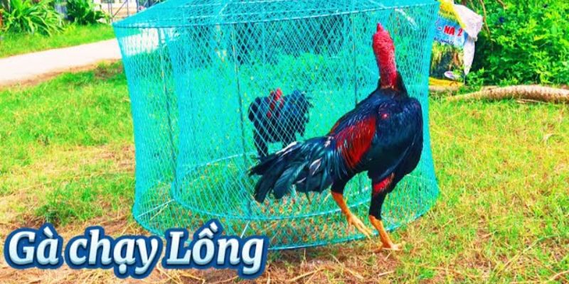 Tổng Hợp Thuật Ngữ Đá Gà Chi Tiết Và Đầy Đủ Nhất 2024 4 Thuật ngữ đá gà tập luyện chạy lồng
