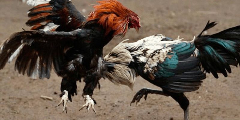 Luật Đá Gà Miền Nam - Những Điều Dân Chơi Cần Biết 3 Ưu điểm của quy định đá gà ở miền Nam